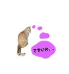 おじいさんはネコ（個別スタンプ：4）