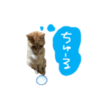 おじいさんはネコ（個別スタンプ：5）