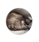 にゃんだんて（個別スタンプ：1）