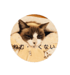 にゃんだんて（個別スタンプ：3）