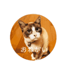 にゃんだんて（個別スタンプ：5）