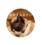 にゃんだんて（個別スタンプ：8）