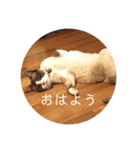 にゃんだんて（個別スタンプ：10）