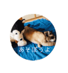 にゃんだんて（個別スタンプ：11）