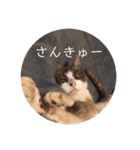 にゃんだんて（個別スタンプ：12）