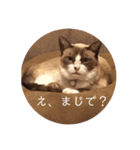にゃんだんて（個別スタンプ：13）
