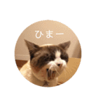 にゃんだんて（個別スタンプ：14）