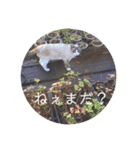 にゃんだんて（個別スタンプ：16）