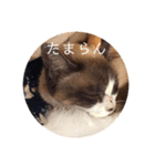 にゃんだんて（個別スタンプ：17）