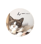にゃんだんて（個別スタンプ：18）