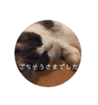 にゃんだんて（個別スタンプ：23）