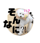 ビションフリーゼとプードルの日常スタンプ（個別スタンプ：3）