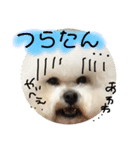 ビションフリーゼとプードルの日常スタンプ（個別スタンプ：6）