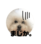 ビションフリーゼとプードルの日常スタンプ（個別スタンプ：7）