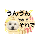 ビションフリーゼとプードルの日常スタンプ（個別スタンプ：23）