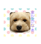 キャバション ラテ君スタンプ（個別スタンプ：3）