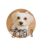 キャバション ラテ君スタンプ（個別スタンプ：5）