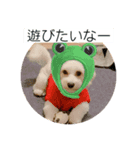 キャバション ラテ君スタンプ（個別スタンプ：7）