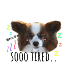 わんぱくさすけ2（個別スタンプ：15）