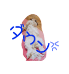 ししまるくん1（個別スタンプ：3）