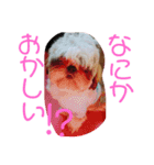 ししまるくん1（個別スタンプ：4）