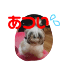 ししまるくん1（個別スタンプ：6）