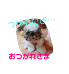 ししまるくん1（個別スタンプ：7）