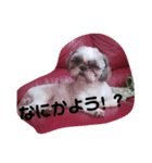 ししまるくん1（個別スタンプ：8）