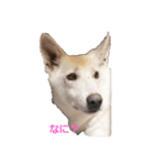 犬 Crystal Dogsの犬たち1（個別スタンプ：1）