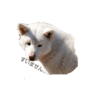 犬 Crystal Dogsの犬たち1（個別スタンプ：3）