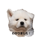 犬 Crystal Dogsの犬たち1（個別スタンプ：4）