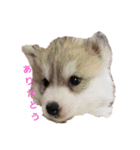 犬 Crystal Dogsの犬たち1（個別スタンプ：5）