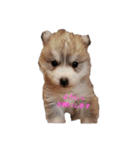 犬 Crystal Dogsの犬たち1（個別スタンプ：6）