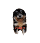 犬 Crystal Dogsの犬たち1（個別スタンプ：7）