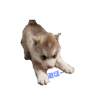 犬 Crystal Dogsの犬たち1（個別スタンプ：9）