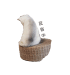 犬 Crystal Dogsの犬たち1（個別スタンプ：10）