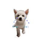 犬 Crystal Dogsの犬たち1（個別スタンプ：11）