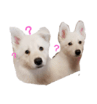 犬 Crystal Dogsの犬たち1（個別スタンプ：12）