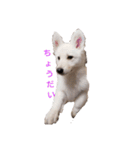 犬 Crystal Dogsの犬たち1（個別スタンプ：13）
