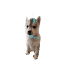 犬 Crystal Dogsの犬たち1（個別スタンプ：14）