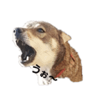 犬 Crystal Dogsの犬たち1（個別スタンプ：16）