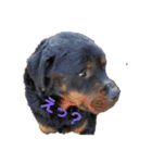 犬 Crystal Dogsの犬たち1（個別スタンプ：17）