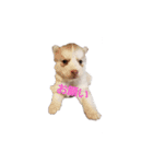 犬 Crystal Dogsの犬たち1（個別スタンプ：18）