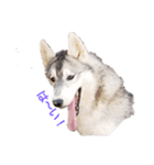 犬 Crystal Dogsの犬たち1（個別スタンプ：20）
