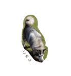犬 Crystal Dogsの犬たち1（個別スタンプ：21）