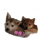 犬 Crystal Dogsの犬たち1（個別スタンプ：22）