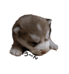 犬 Crystal Dogsの犬たち1（個別スタンプ：23）