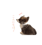 ぼく、コーギーぽてち（個別スタンプ：2）