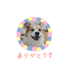 ぼく、コーギーぽてち（個別スタンプ：4）