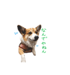 ぼく、コーギーぽてち（個別スタンプ：8）